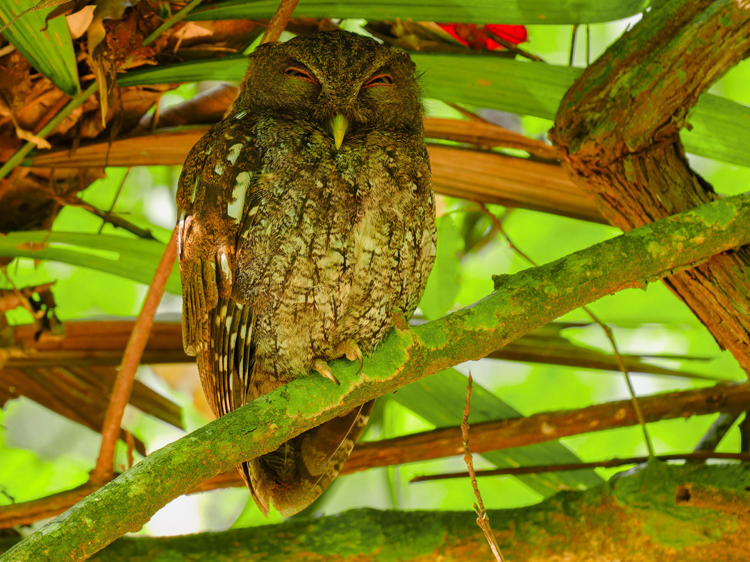 image Middle American Screech-Owl